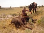 Many Hats with first buffalo_2.jpg