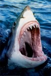 78027~Great-White-Shark-Posters.jpg